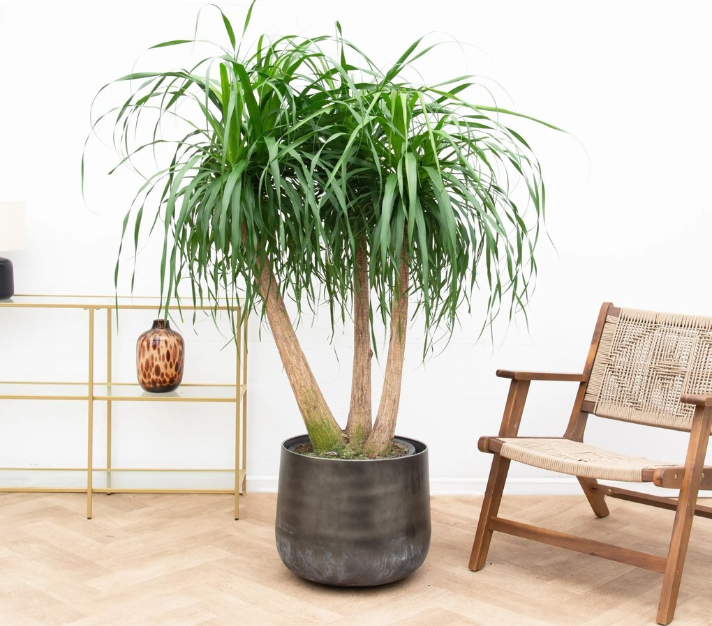 Beaucarnea Multi Stam - 130cm