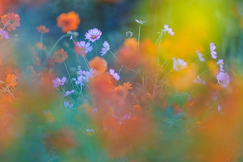 Kunstfotografie The Colorful Garden, Junko Torikai, (40 x 26.7 cm)
