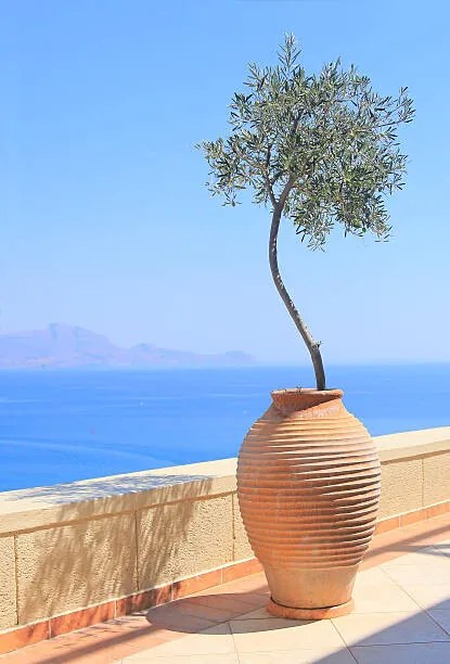Foto Olive tree growing in a pot, itsabreeze photography