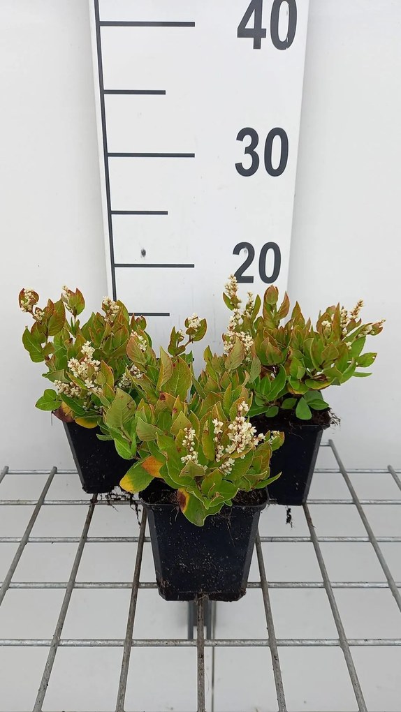 Persicaria kahil - pot 9x9 cm