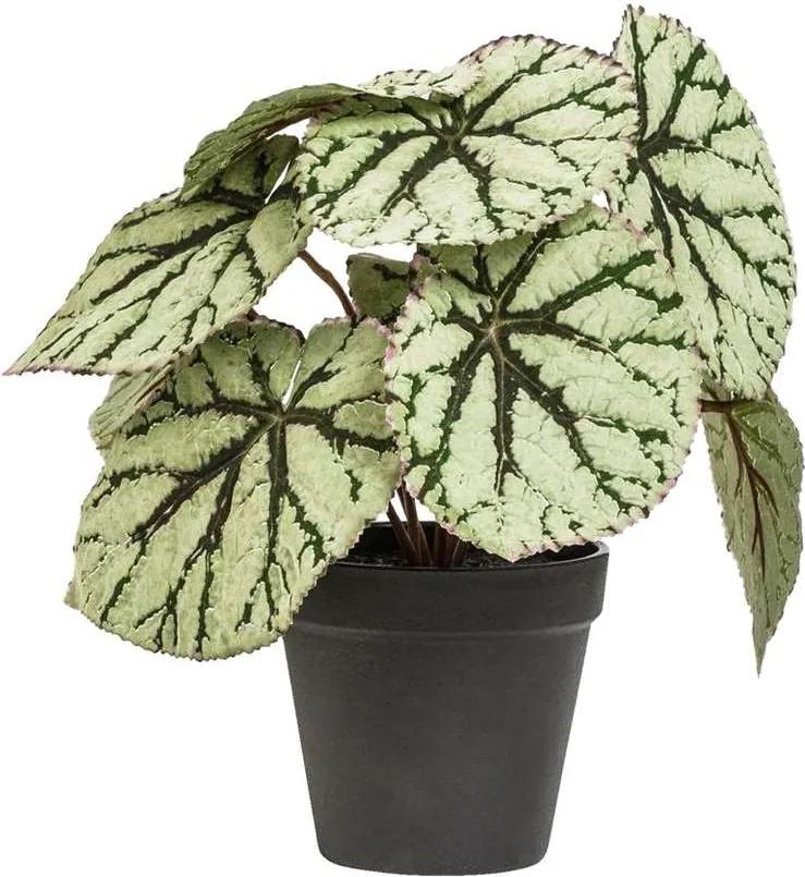 Begonia blad in pot - groen - 25 cm - Leen Bakker