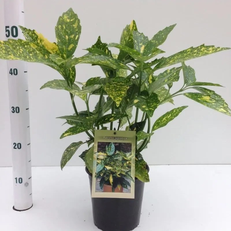 Aucuba japonica 'Crotonifolia' - pot - 30-40 cm