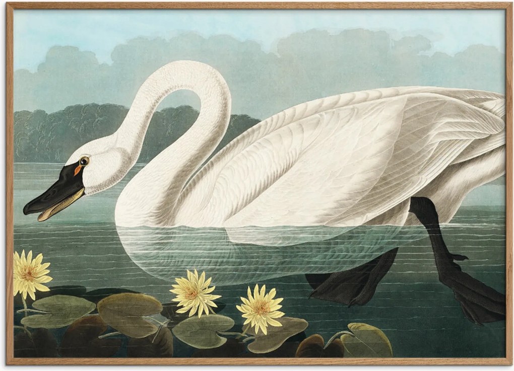 Poster American Swan met eikenhouten lijst