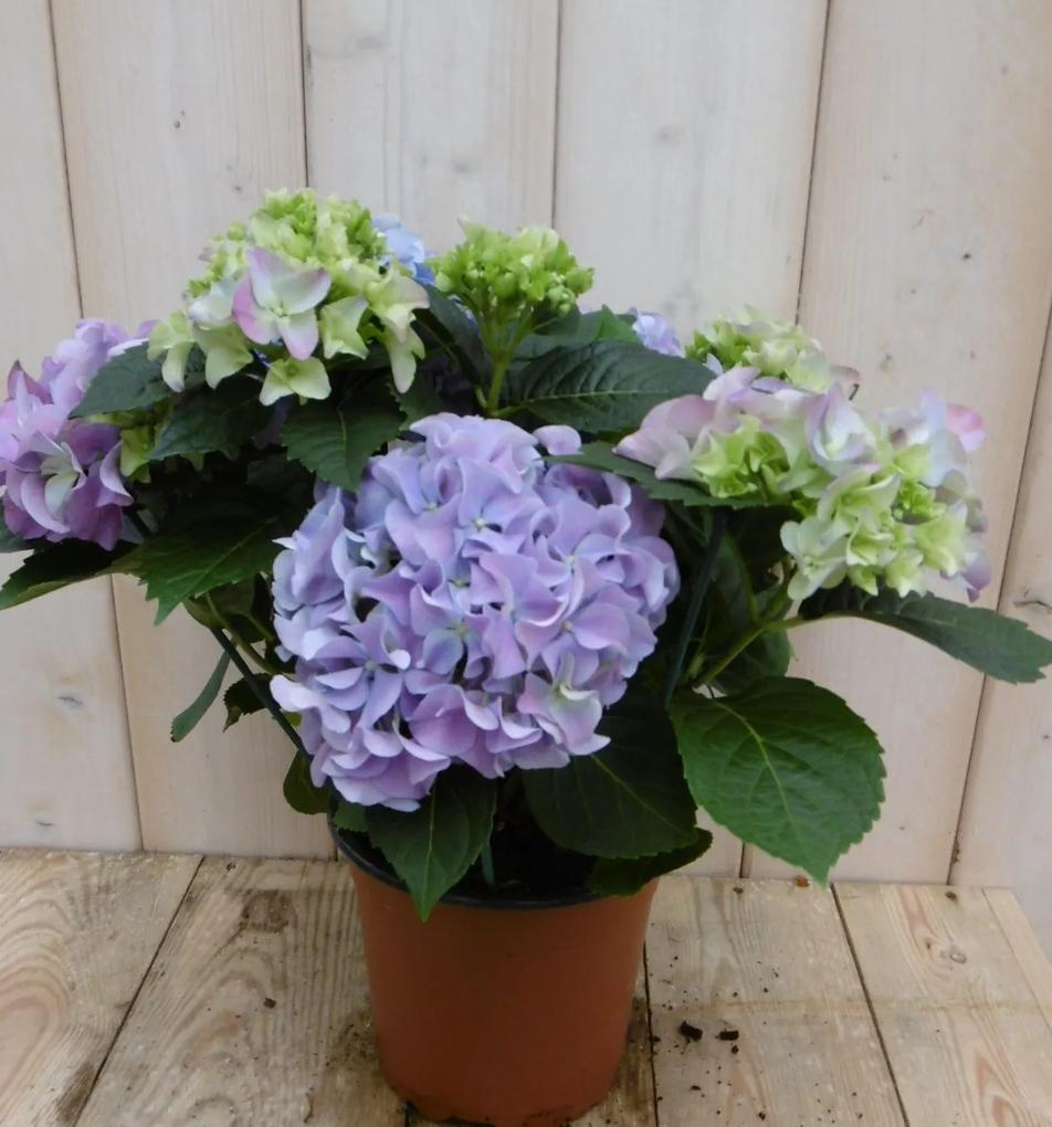 Hortensia Blauw 30 - 40 cm 4 tot 6 bloemen