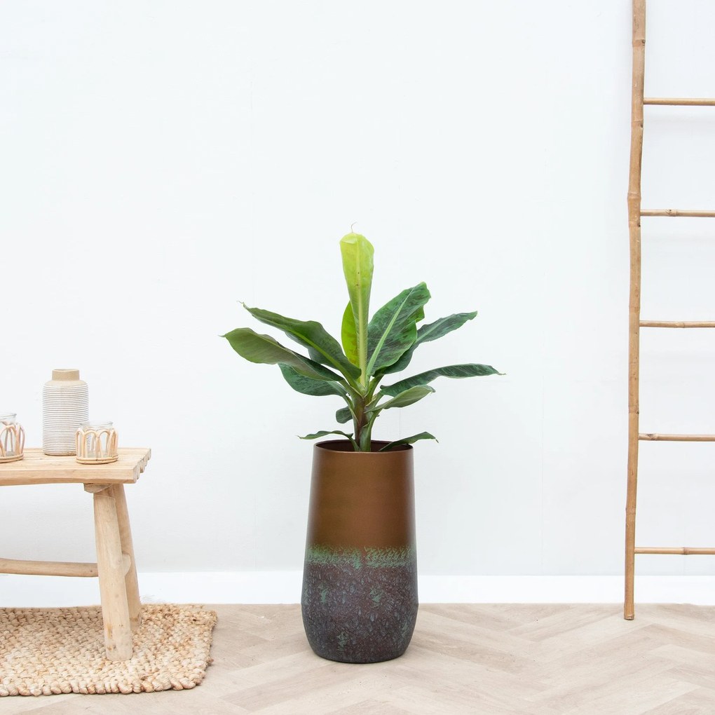 Combi deal - Bananenplant inclusief Vaas Elisa Mystic - 120cm