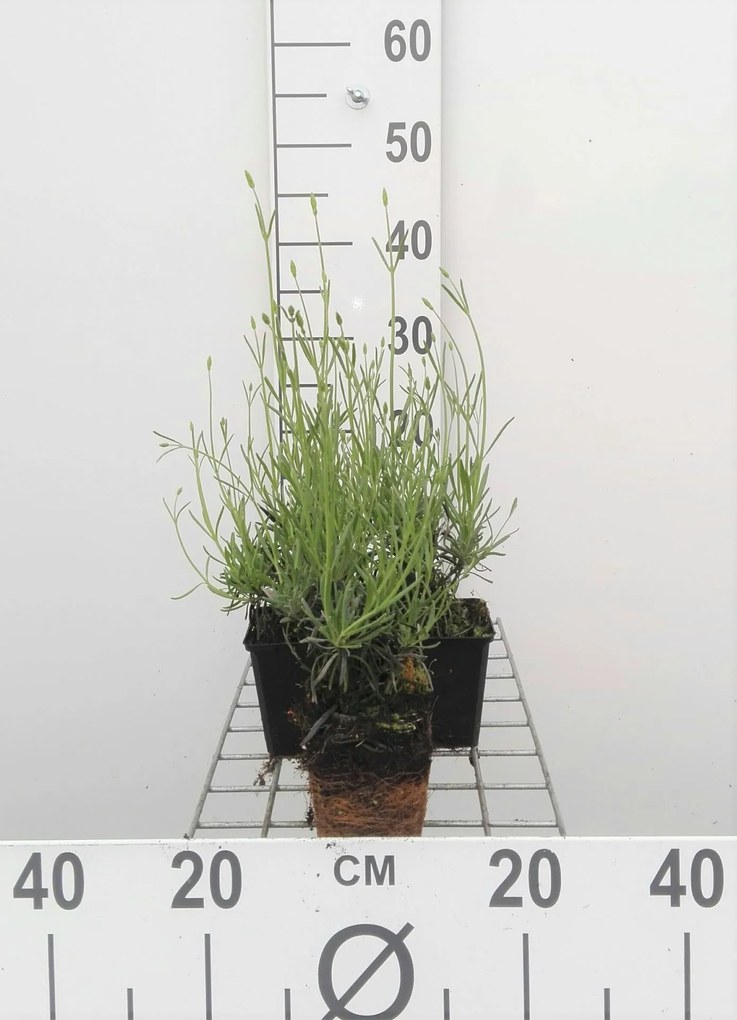 Lavandula x intermedia 'Grosso' - pot 9x9 cm -