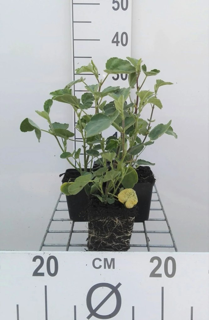 Lavatera 'Rosea' - pot 9x9 cm