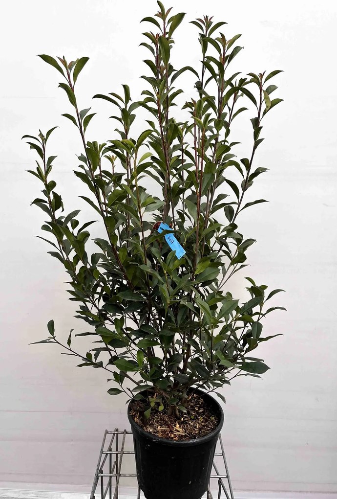 Photinia x fraseri 'Carré Rouge' - pot 15L - 100-125 cm