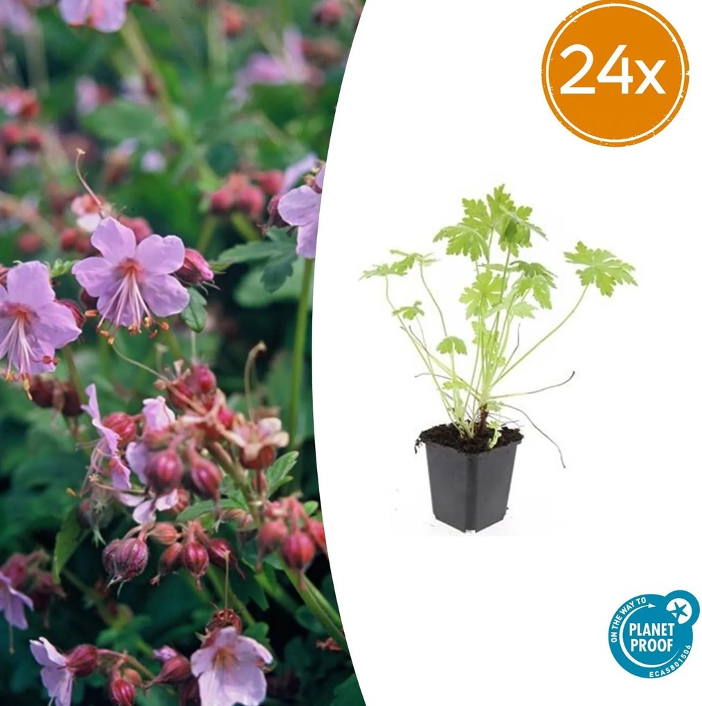 Geranium Macrorrhizum - 20cm