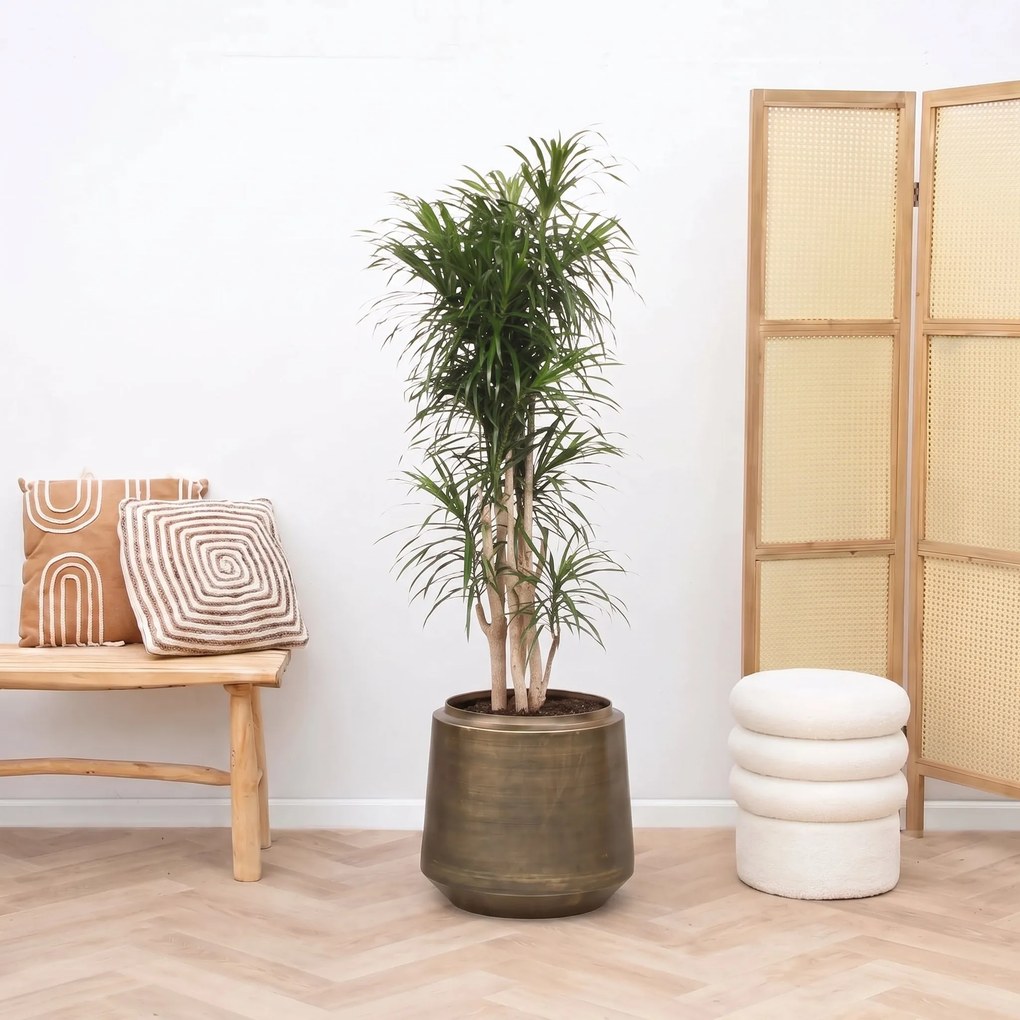 Dracaena Reflexa Anita vertakt - 160cm