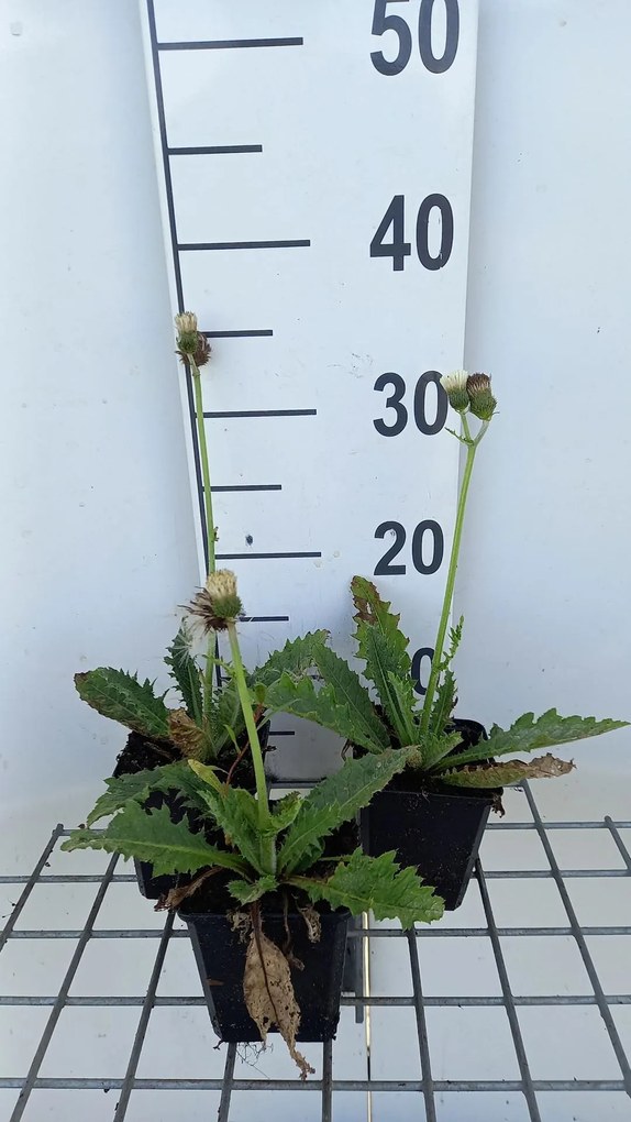 Cirsium rivulare 'LOWCIR' (Frosted Magic) - pot 9x9 cm
