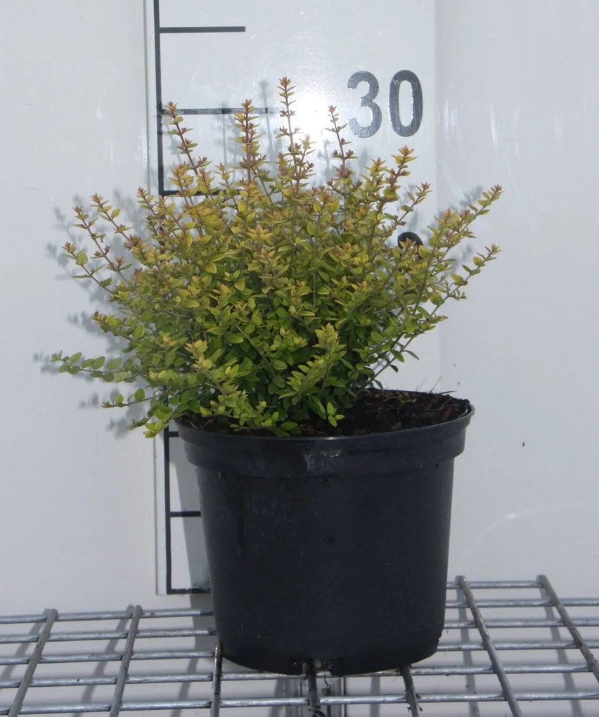 Lonicera nitida 'Baggesen's Gold' - pot - 20-25 cm