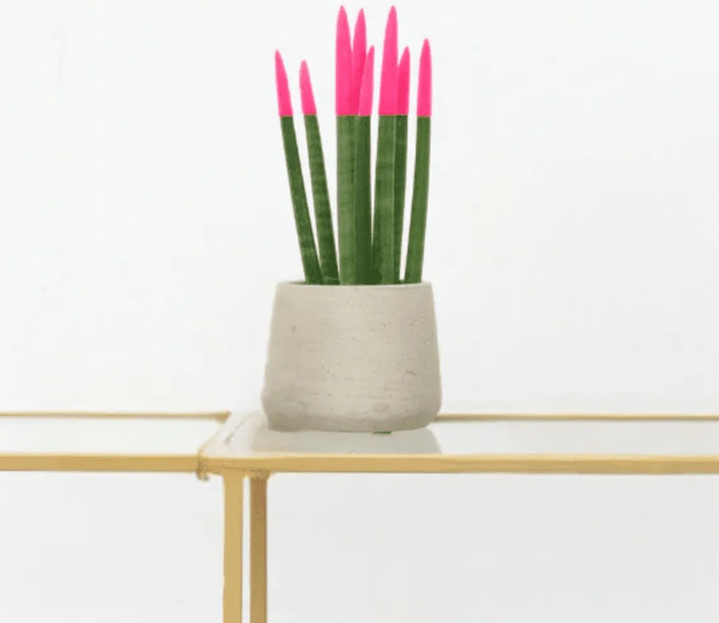 Sansevieria Cylindrica Velvet Touchz roze - 25cm