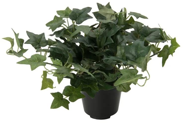 Klimop plant