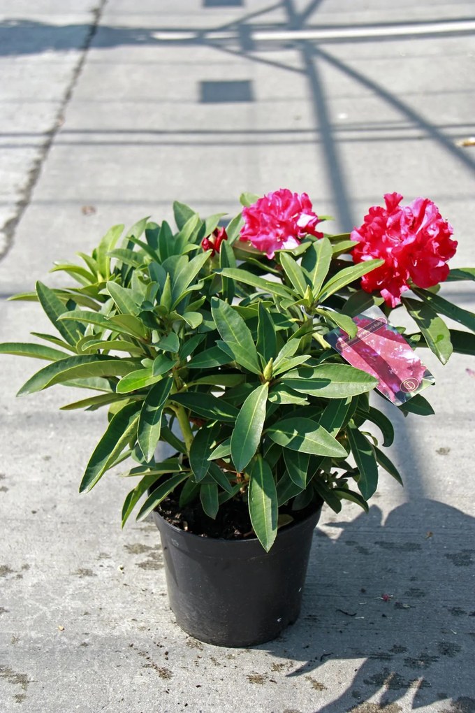 Rhododendron'Wilgen's Ruby'- pot - 40-50 cm