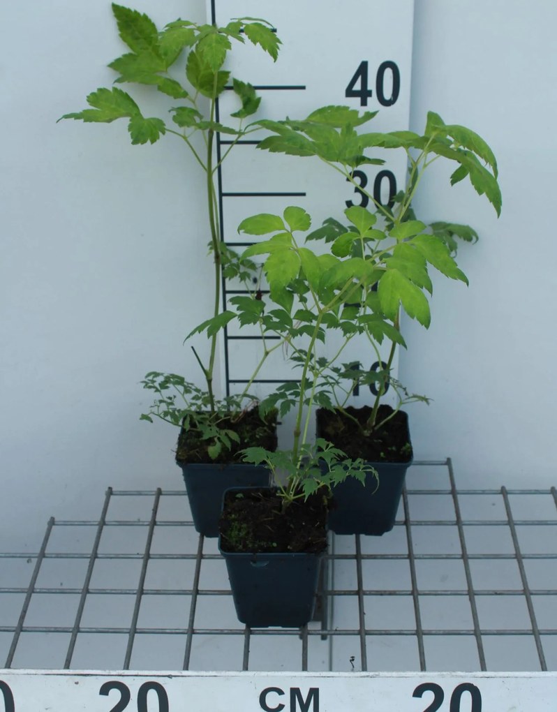 Actaea simplex 'White Pearl' - pot 9x9 cm -