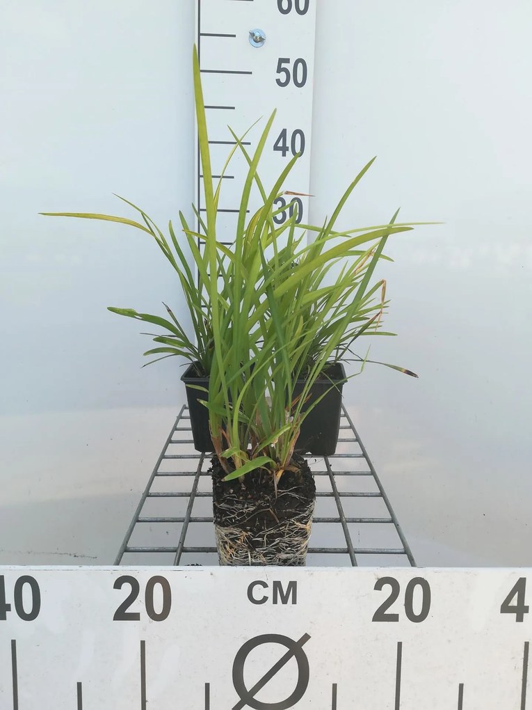 Liriope muscari 'Big Blue' - pot 9x9 cm -