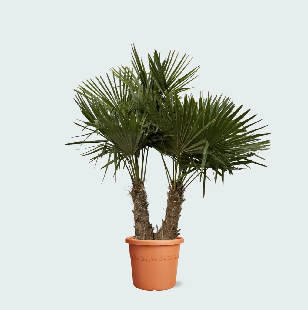 Trachycarpus Multistam - 230cm
