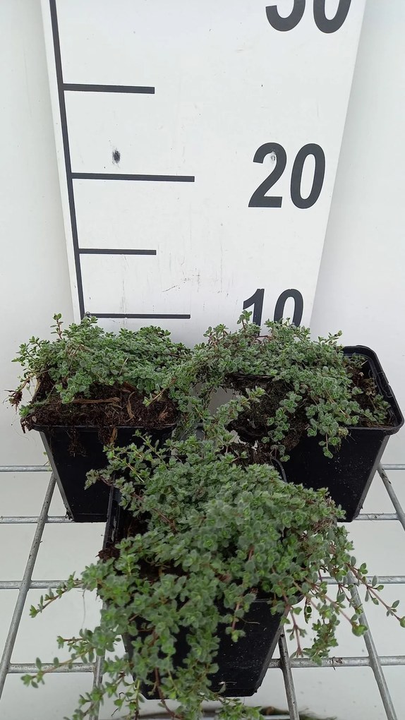 Thymus praecox 'Pseudolanuginosus' - pot 9x9 cm