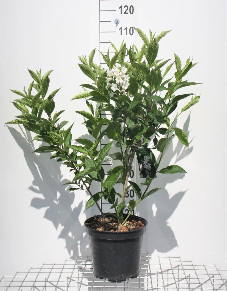 Weigela'Candida'- pot 10L - 80-100 cm