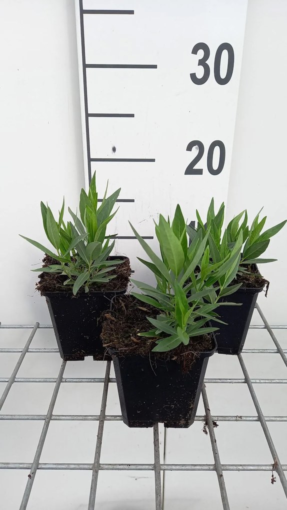 Amsonia 'Blue Ice' - pot 9x9 cm -