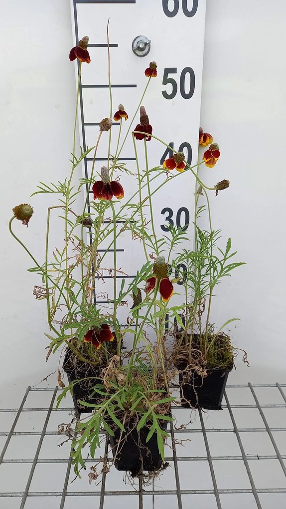 Ratibida columnifera var. pulcherrima - pot 9x9 cm -