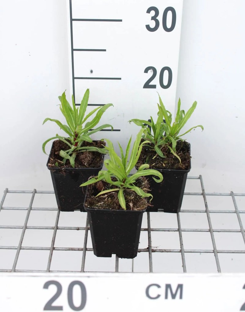 Helenium 'Rubinzwerg' - pot 9x9 cm -
