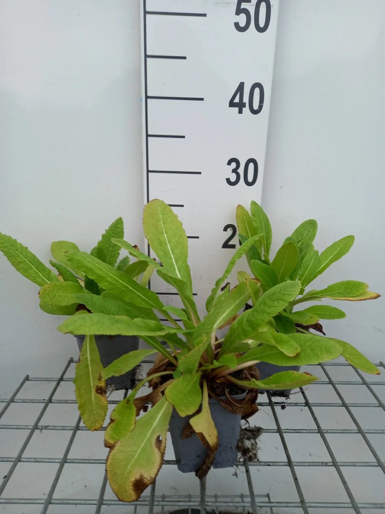 Primula beesiana - pot 9x9 cm