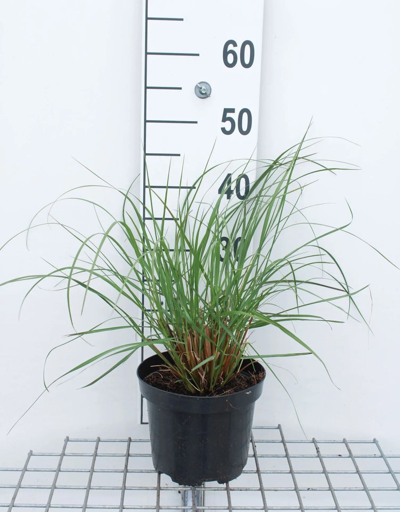 Pennisetum alopecuroides 'Japonicum' - pot 3L