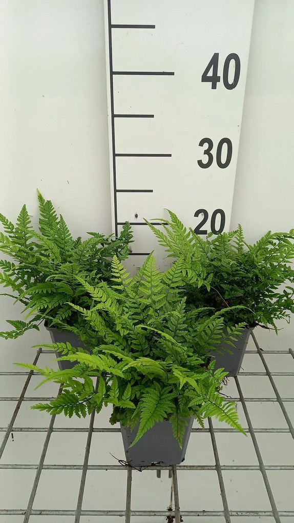 Polystichum tsussimense - pot 9x9 cm -