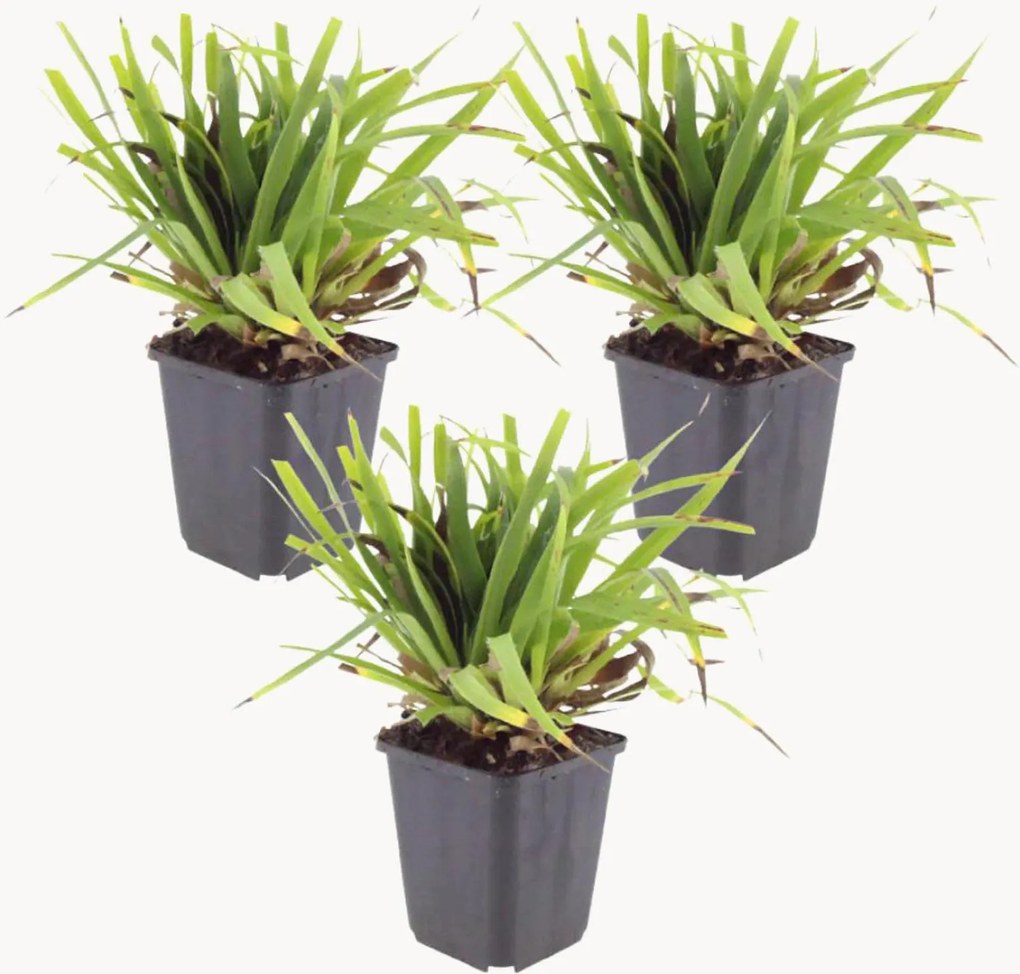 Planten Large Woodrush Luzula Sylvatica, 3-delig