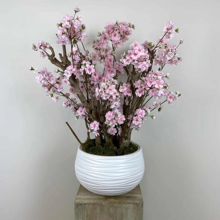 Appelbloesem Sweet Pink struik excl. pot H± 65 cm