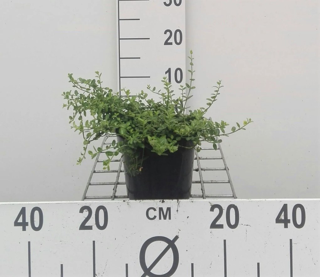 Euonymus fortunei 'Minimus' - pot - 15-20 cm