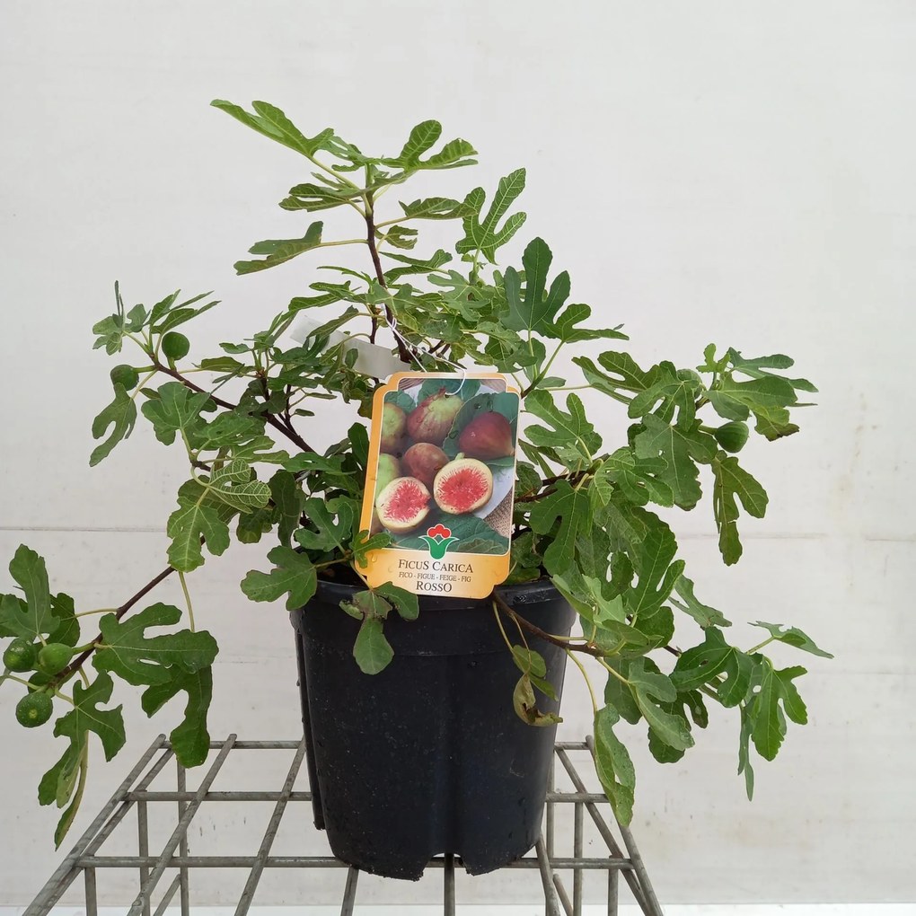 Ficus carica 'Brown Turkey' - pot 10L - 50-60 cm