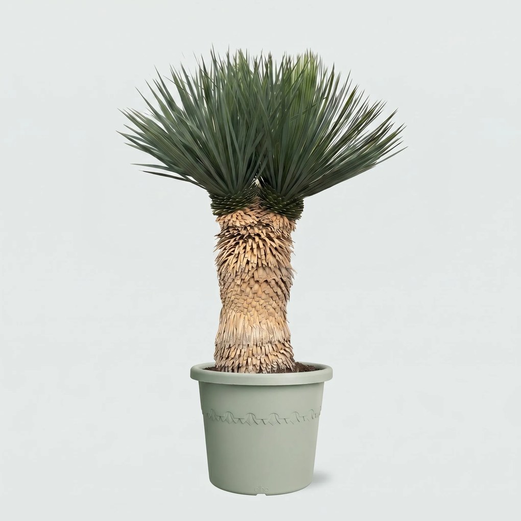 Yucca Rostrata multi head - 120 cm