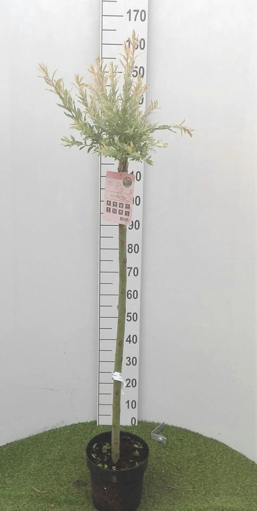 Salix integra 'Flamingo' - pot - geënt op stamhoogte 100-110 cm -