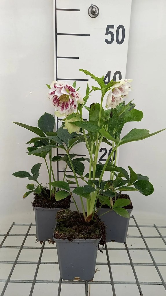 Helleborus orientalis 'Double Ellen Pink' - pot 9x9 cm -