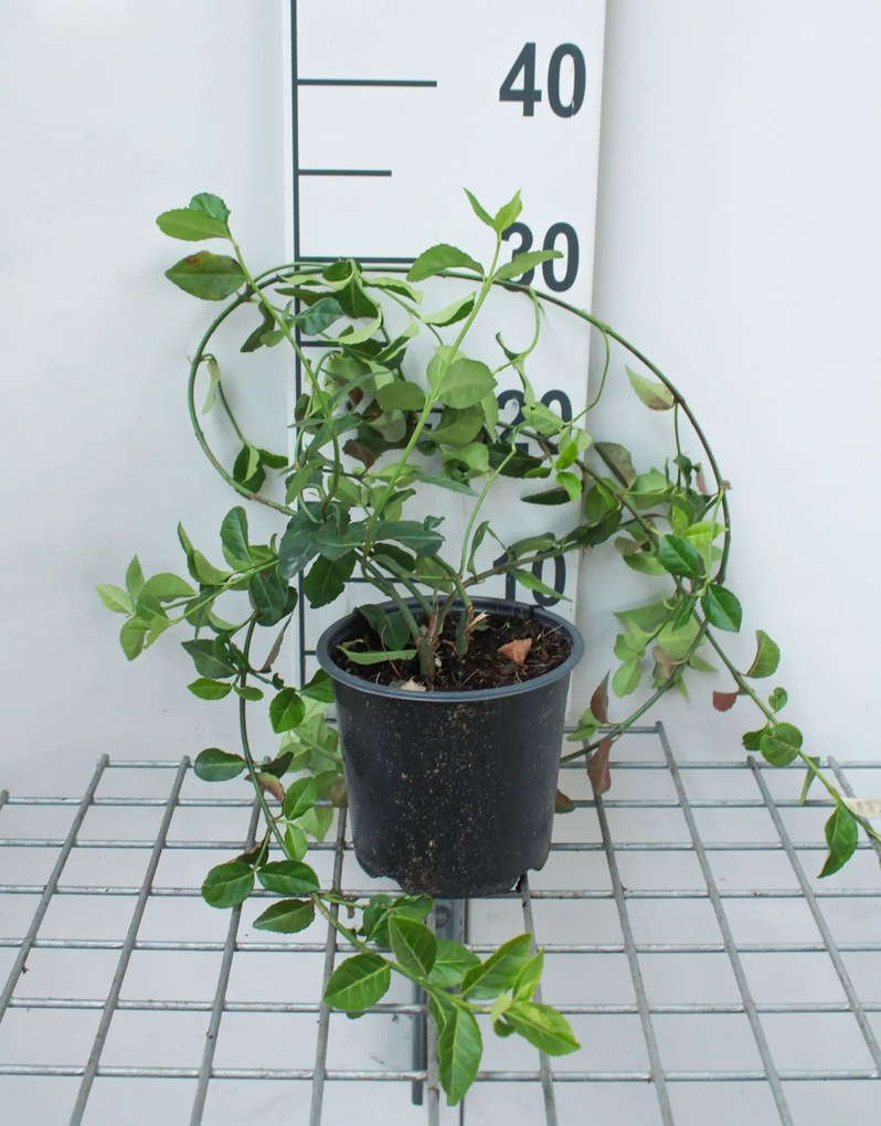 Euonymus fortunei 'Coloratus' - pot - 20-30 cm -