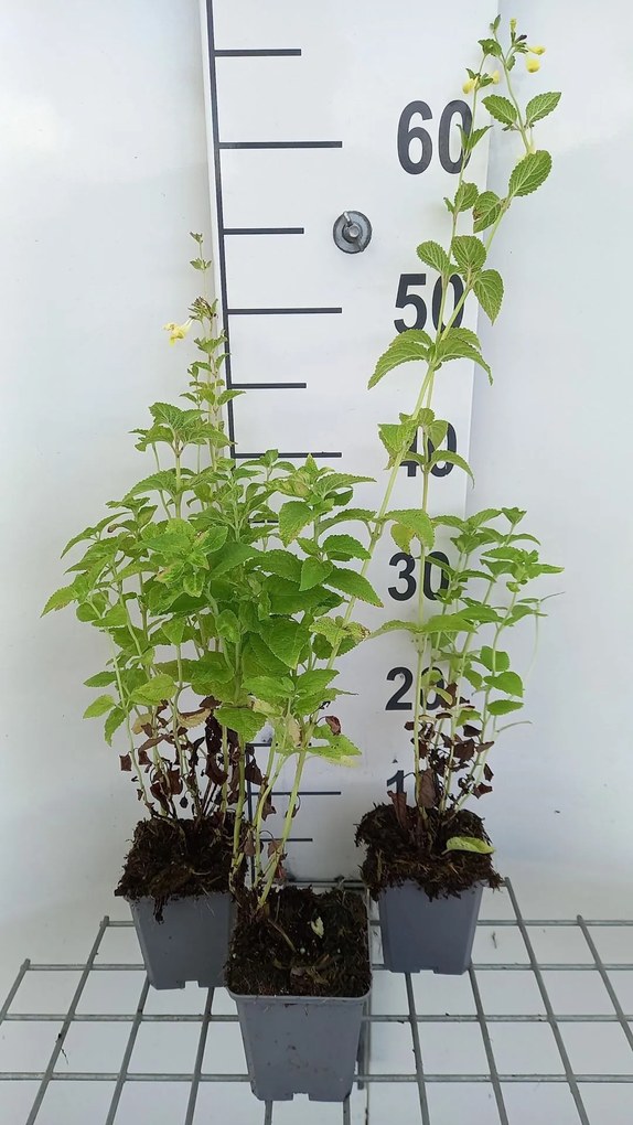 Nepeta govaniana - pot 9x9 cm