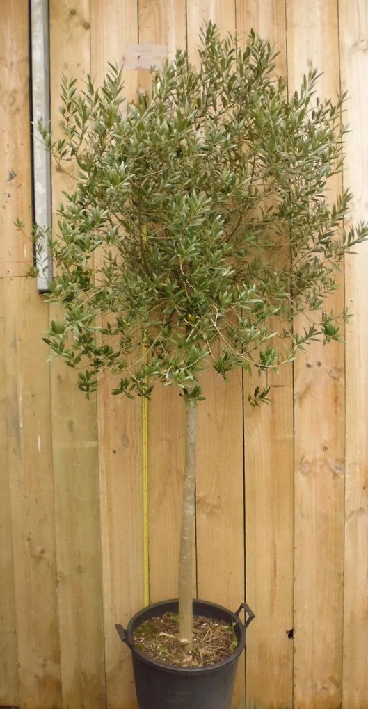 Olijfboom Olea 230 cm