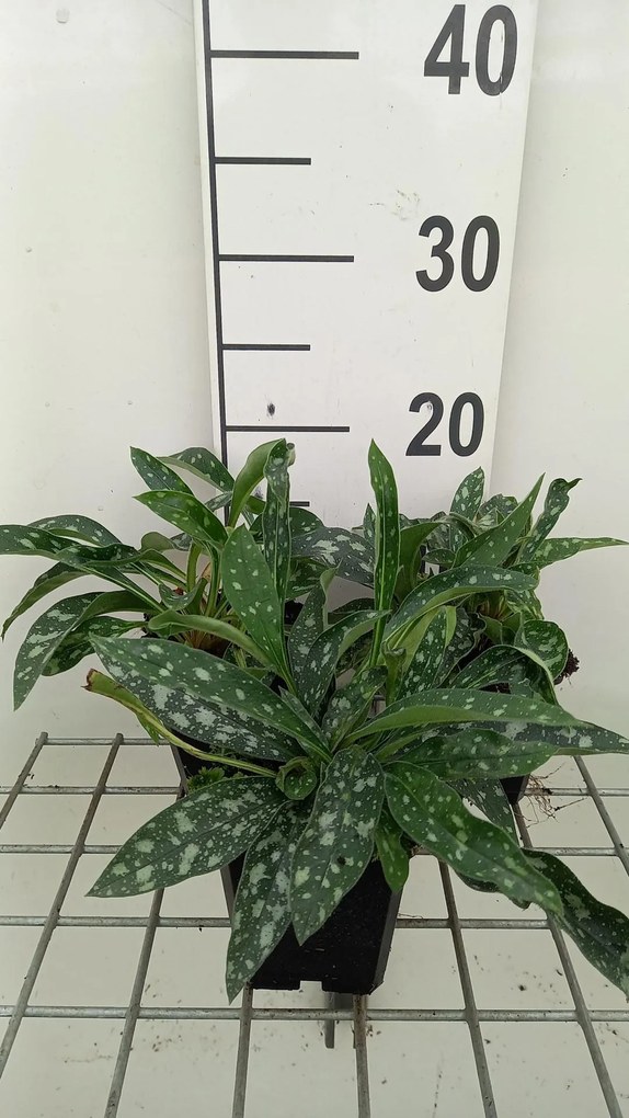 Pulmonaria longifolia 'E.B. Anderson' - pot 9x9 cm