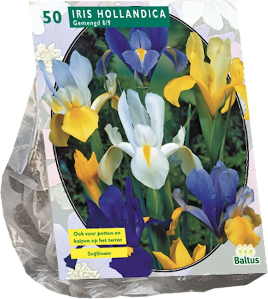 Baltus Iris Hollandica