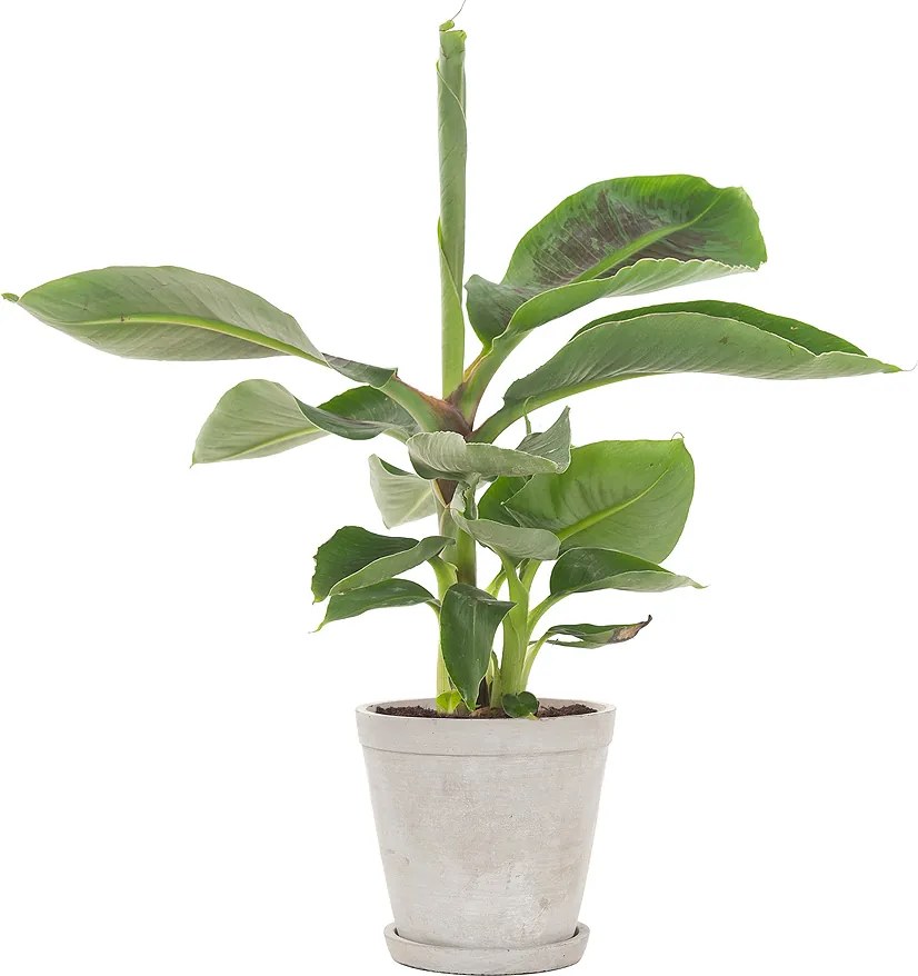 Bananenplant (Musa) incl. ‘Soft grey’ pot S