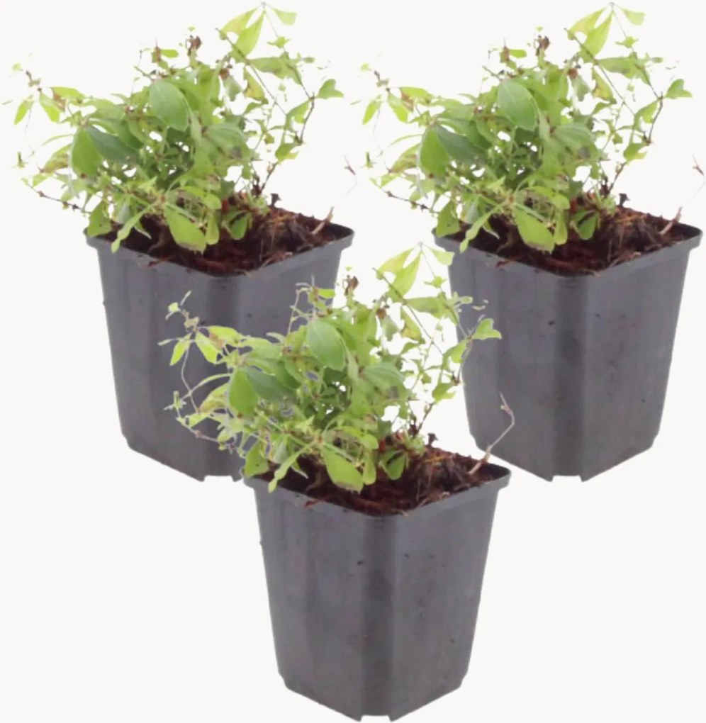 Planten Sweet Woodruff Galium Odoratum, 3-delig