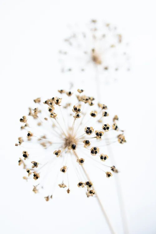 Foto Dried Flower_2_natural, Studio Collection