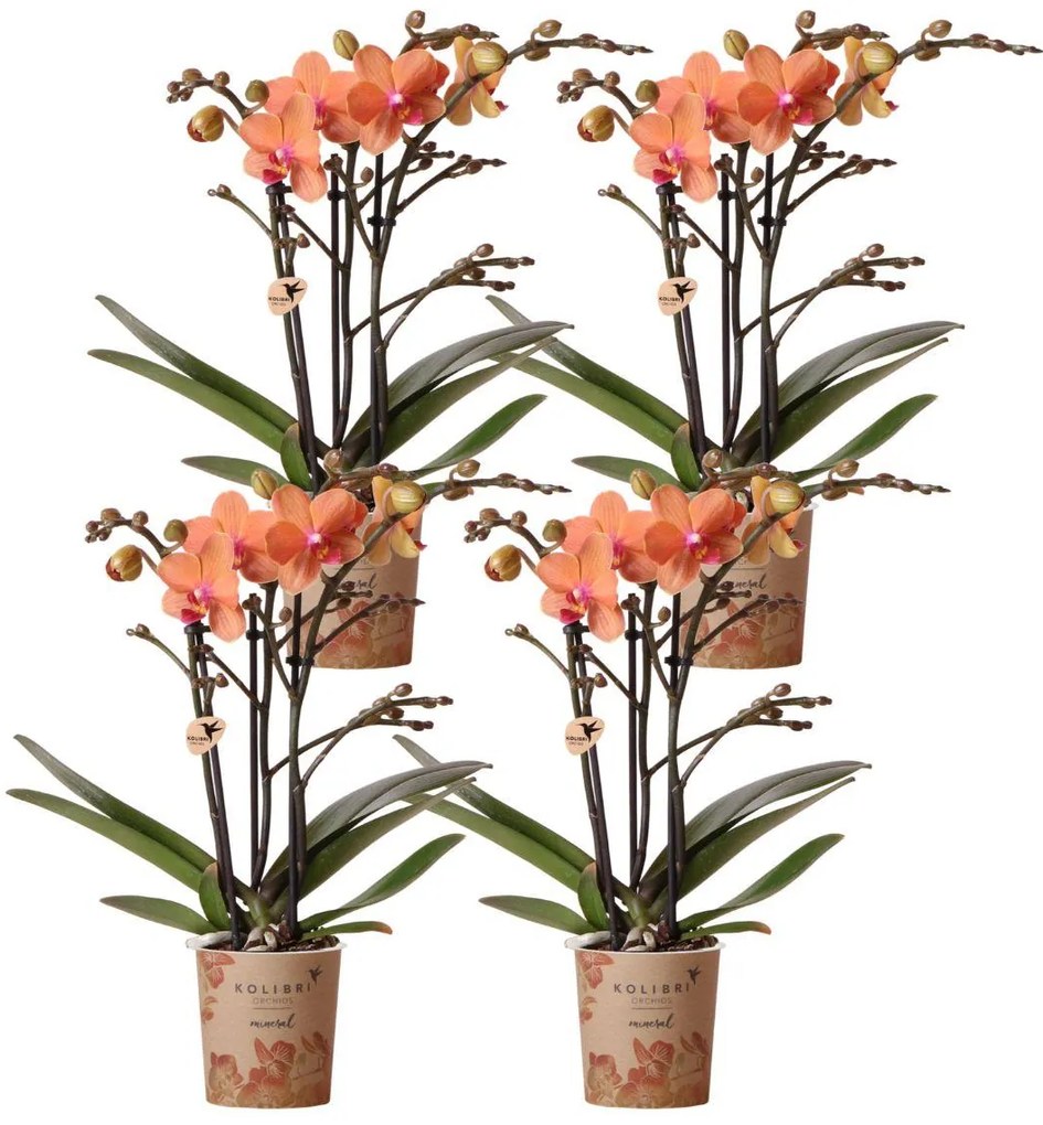 Combi deal - 4 Orchideeën