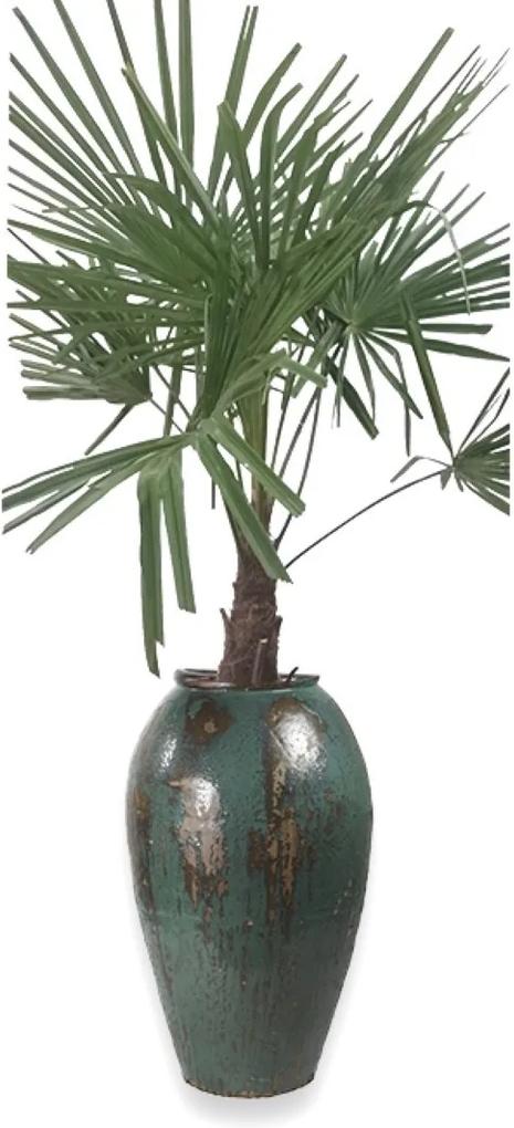 Winterharde Palmboom stamhoogte 30 cm en hoogte 120 cm in Vaas Mystic ocean blue D52 H105 Warentuin Natuurlijk