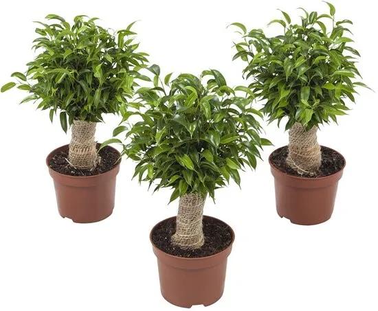 3 Ficus Natasja - Kamerplant in Kwekers Pot 12 cm - Hoogte 35 cm
