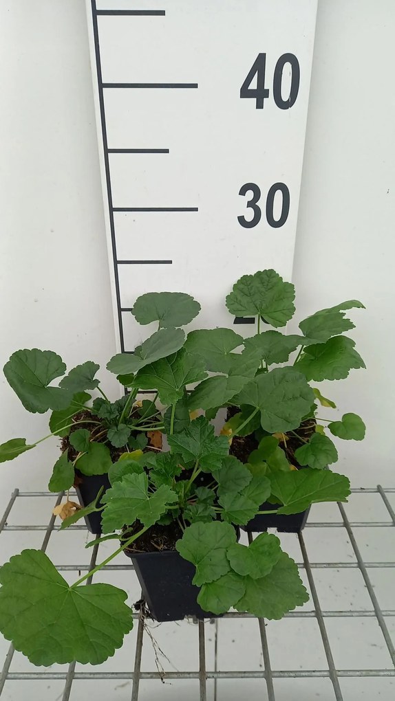 Malva alcea 'Fastigiata' - pot 9x9 cm -