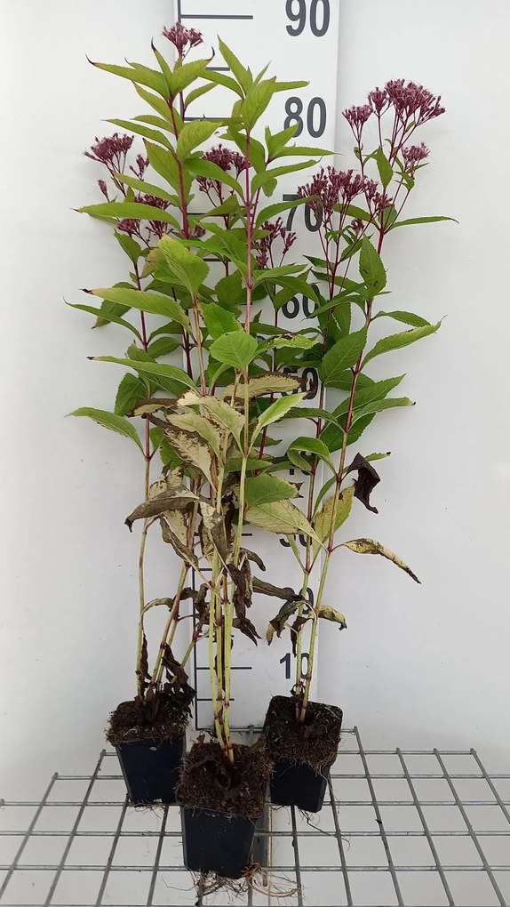 Eupatorium 'Baby Joe' - pot 9x9 cm